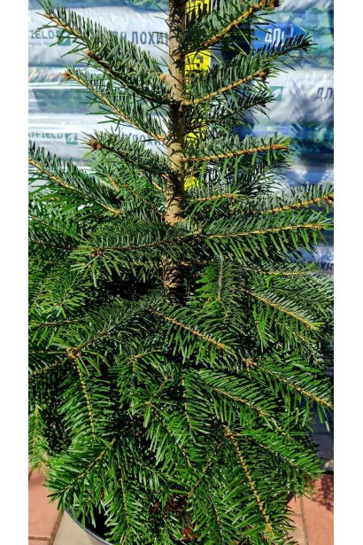 Пихта Нордмана / кавказская - ком25кг-конт./вис.100-120см/Ø60-70см